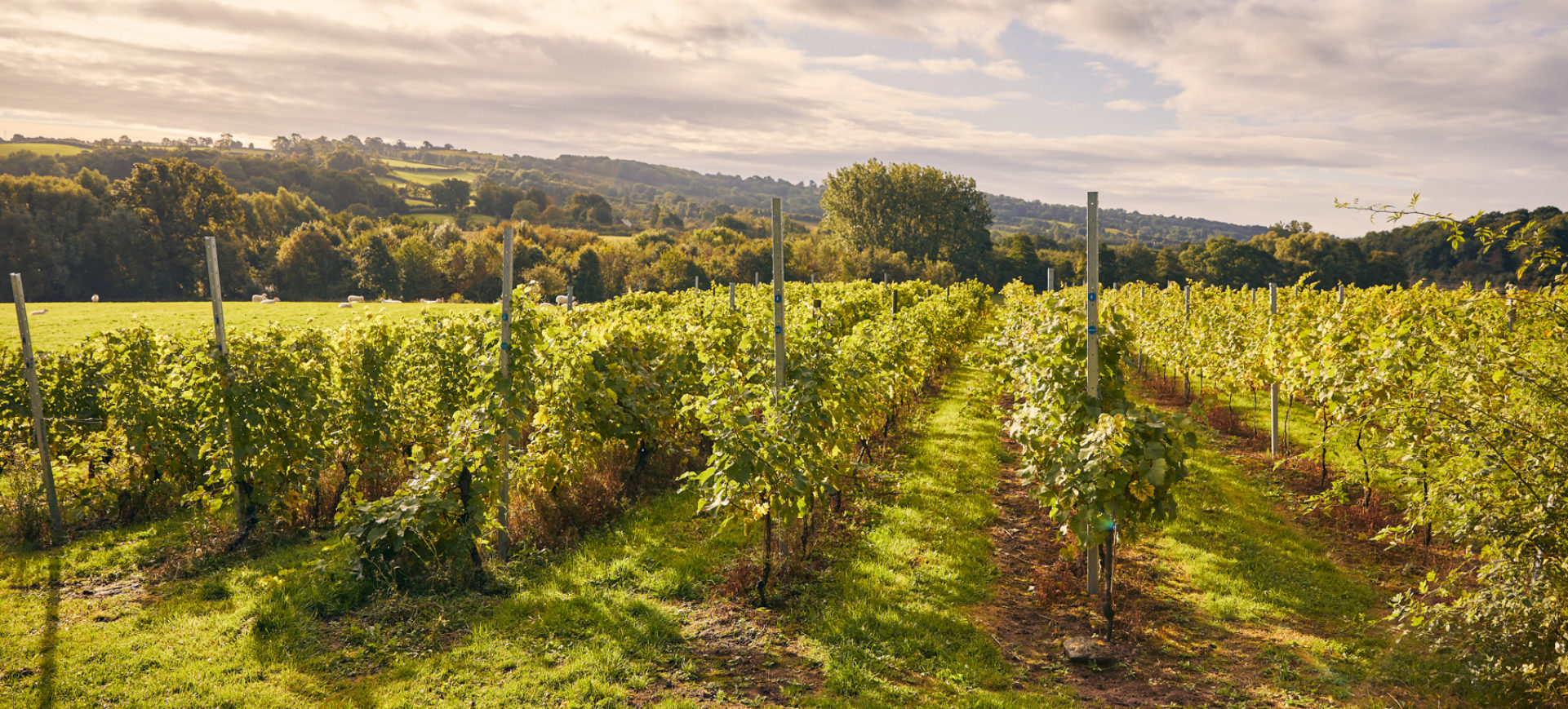Frome Valley Vineyard